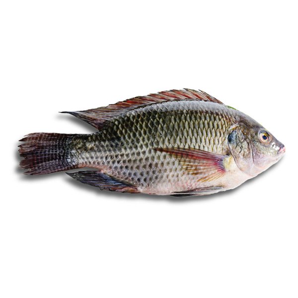 Photo1: TILAPIA  THAI  400-500g / タイティラピア [640￥/Kg] (1)