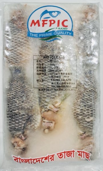 Photo1: KOI 500g BD / コイ 500g（キノボリウオ） (1)